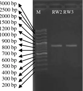Gambar 9 Hasil Elektroforesis  PCR ITS  Keterangan M: Marker RW2 : Boesenbergia angustifolia RW3: Boesenbergia sp