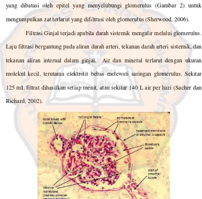 Gambar 2.  Foto mikroskopik glomerulus, kapsula Bowman, tubulus proksimal dan distal (SIU School of Medicine, 2005)