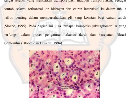 Gambar 3 . Foto mikroskopik tubulus kontortus proksimal (p), tubulus kontortus distal (d) (SIU School of Medicine, 2005)