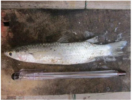 Gambar 3. Ikan Belanak (Mugil cephalus) 