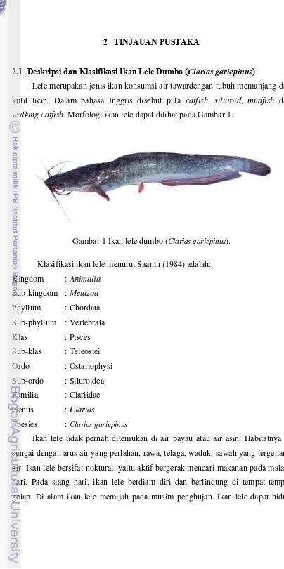 Gambar 1 Ikan lele dumbo (Clarias gariepinus). 