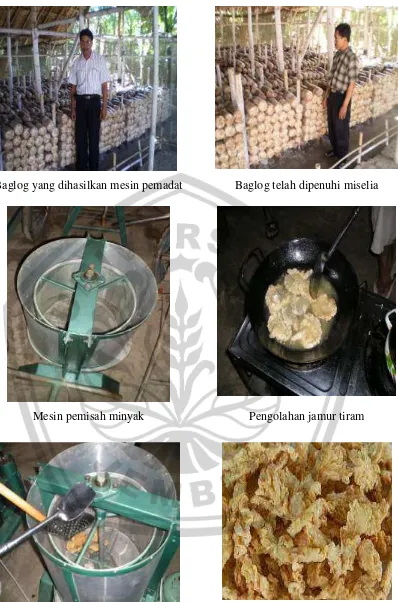 Gambar 5. Produk baglog dan olahan jamur tiram 