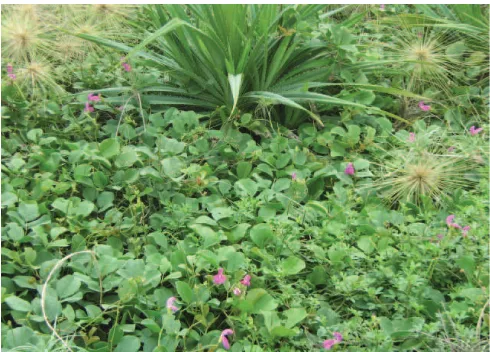 Gambar 1. Hamparan tanaman kerandang di lahan  pasir pantai Kabupaten Kulon Progo