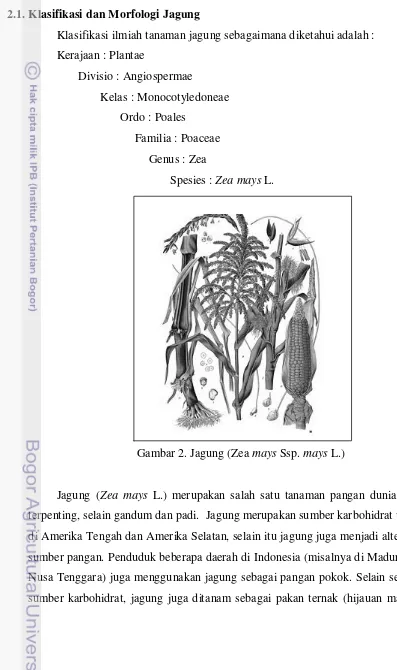 Gambar 2. Jagung (Zea mays Ssp. mays L.) 