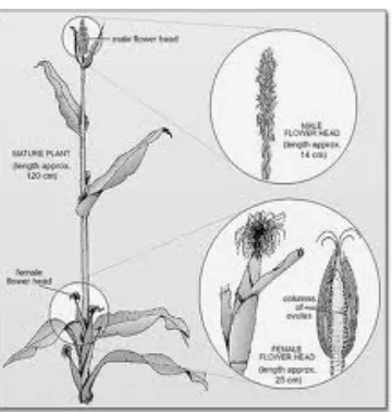 Gambar 3. Bunga jantan dan bunga betina jagung 