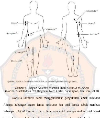 Gambar 5. Bagian Anatomi Manusia untuk Skinfold Thickness(Norton, Marfell-Joes, Whittingham, Kerr, Carter, Saddington, dan Gore, 2000)