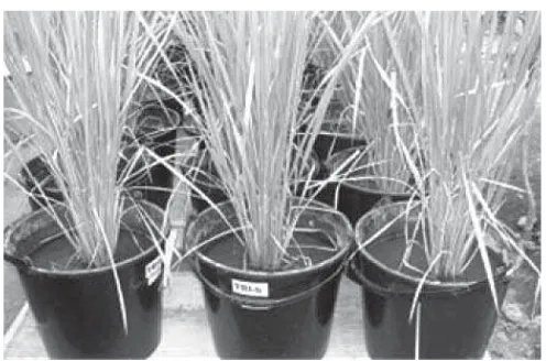 Tabel 2.  Nilai koeﬁ sien tanaman padi metoda SRI