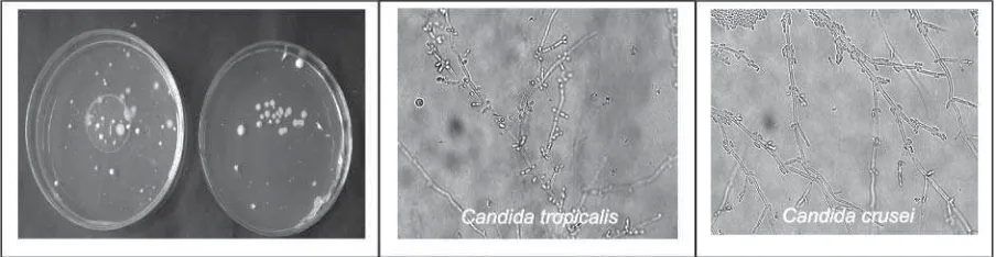 Gambar 8.   Pola pertumbuhan bakteri pada nira aren selama penyimpanan pada suhu ruang