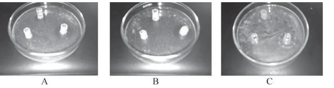 Gambar 3. Foto uji aktivitas antibakteri B.subtilusA. asap cair asli;   B. asap cair hasil distilasi;   C