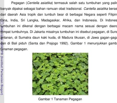 Gambar 1 Tanaman Pegagan 