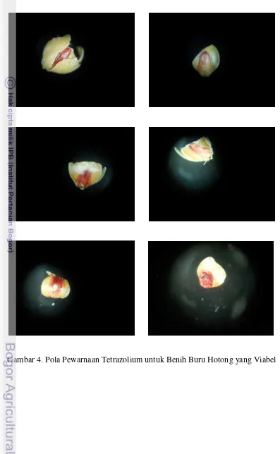 Gambar 4. Pola Pewarnaan Tetrazolium untuk Benih Buru Hotong yang Viabel 