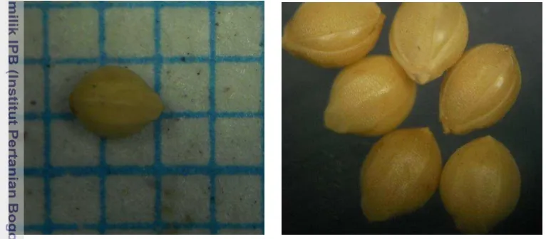 Gambar biji buru hotong yang diperoleh dengan menggunakan Mikroskop 