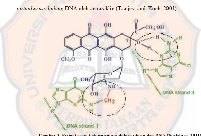 Gambar 3.  Virtual cross-linking antara doksorubisin dan DNA (Scalabrin, 2011)  
