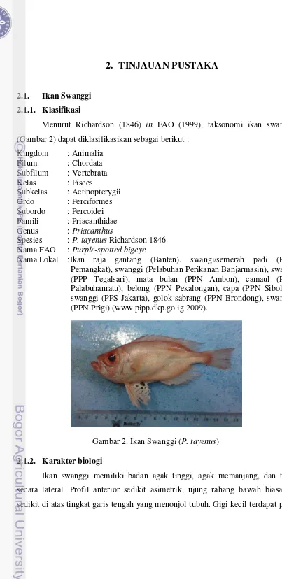 Gambar 2. Ikan Swanggi (P. tayenus) 