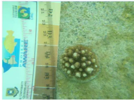 Gambar 4. Pengukuran koloni karang dengan teknik foto 
