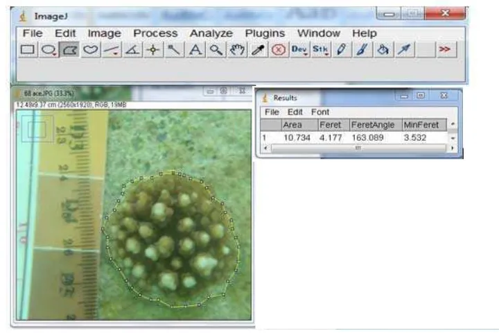 Gambar 6. Contoh Tampilan Hasil Pengukuran Luas dan Diameter Software Image J 