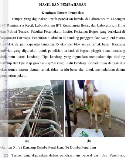 Gambar 5 : (a) Kandang Domba Penelitian, (b) Domba Penelitian 