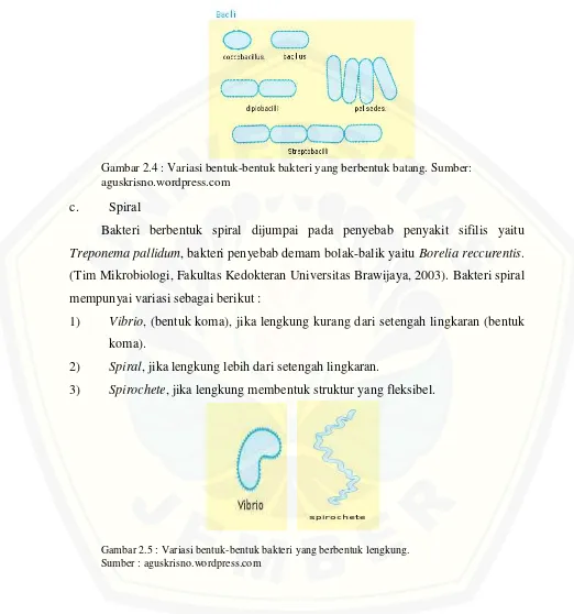 Gambar 2.4 : Variasi bentuk-bentuk bakteri yang berbentuk batang. Sumber: 