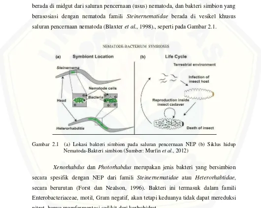 Gambar 2.1  (a) Lokasi bakteri simbion pada saluran pencernaan NEP (b) Siklus hidup 