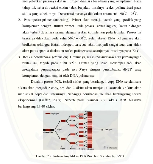 Gambar 2.2 Ilustrasi Amplifikasi PCR (Sumber: Vierstraete, 1999) 