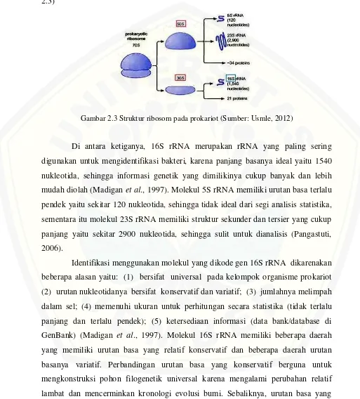 Gambar 2.3 Struktur ribosom pada prokariot (Sumber: Usmle, 2012) 