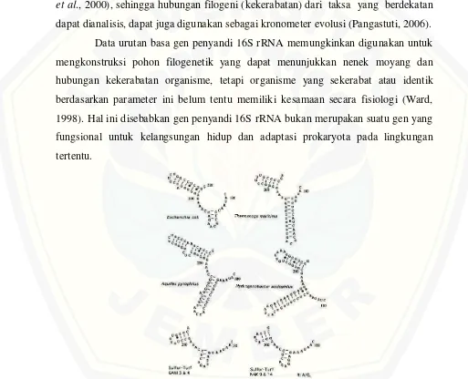 Gambar 2.4  Perbandingan Struktur sekunder 16 rRNA beberapa eubakteria pada posisi basa 179 sampai 220 (Sumber: Yamamoto et al., 1998) 