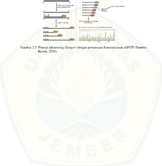 Gambar 2.5  Prinsip sekuensing (Sanger) dengan pewarnaan flouresen pada ddNTP (Sumber: 