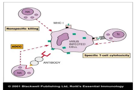 Gambar 5 Mekanisme pembunuhan sel terinveksi virus oleh sel Tc  Sumber: Roitt 2001 