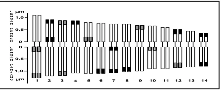 Gambar 6. Idiogram pola pita-C salak betian disusun berdasarkan karyogram    pita-C (Gambar 5)