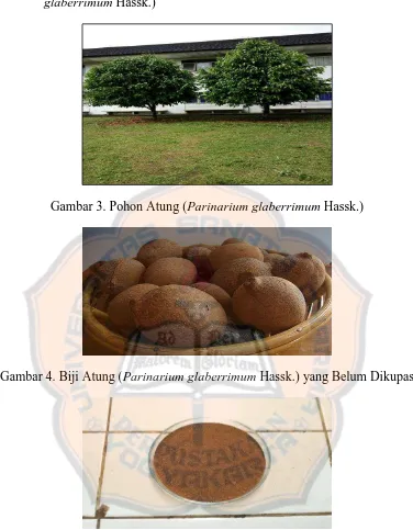 Gambar 3. Pohon Atung (Parinarium glaberrimum Hassk.) 