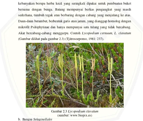 Gambar 2.3 Lycopodium clavatum 
