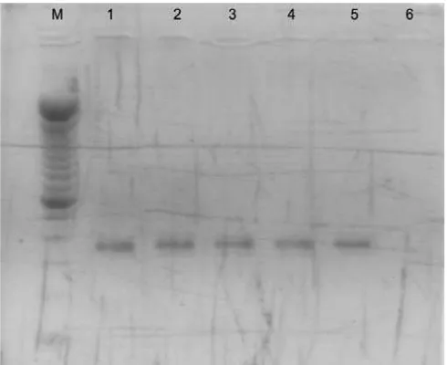 Gambar 2.  Fragmen DNA hasil pemotongan amplikon DNA gen cyto-chrome b dengan enzim restriksi BseDI pada agarose 2%