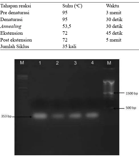 Tabel 2.  Program PCR hasil optimasi untuk gen amelogenin