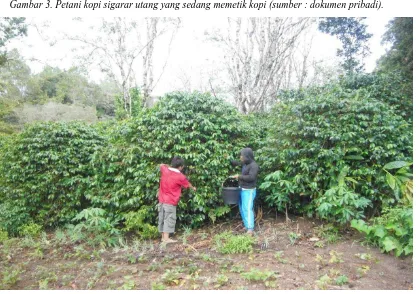 Gambar 3. Petani kopi sigarar utang yang sedang memetik kopi (sumber : dokumen pribadi)