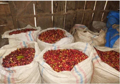 Gambar 7. Hasil panen pertanian  kopi sebelum digiling (sumber :dokumen pribadi).  