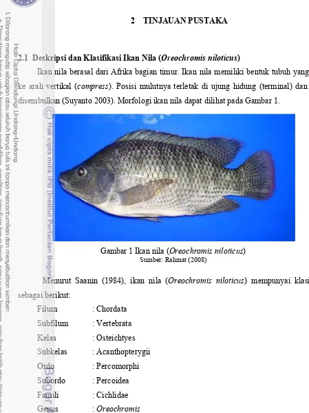 Gambar 1 Ikan nila (Oreochromis niloticus) 