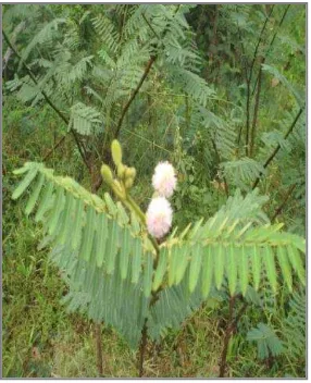 Gambar 18  Kalimusa (Mimosa pigra). 