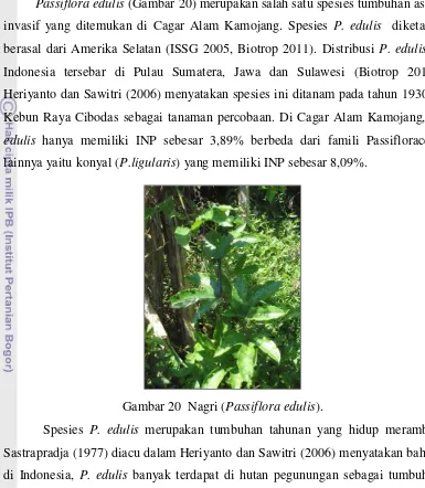 Gambar 20  Nagri (Passiflora edulis). 