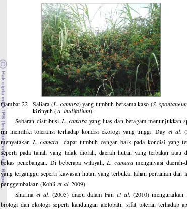 Gambar 22 Saliara (L. camara) yang tumbuh bersama kaso (S. spontaneum) dan 