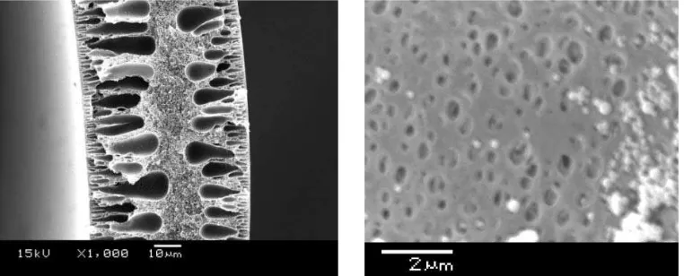Gambar 3.  Struktur morfologi membran hasil observasi dengan SEM pada penampang melintang (kiri) dan pada 