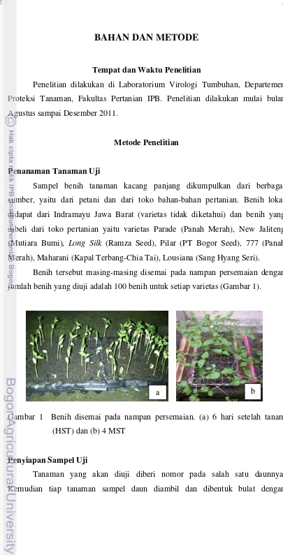 Gambar 1  Benih disemai pada nampan persemaian. (a) 6 hari setelah tanam 