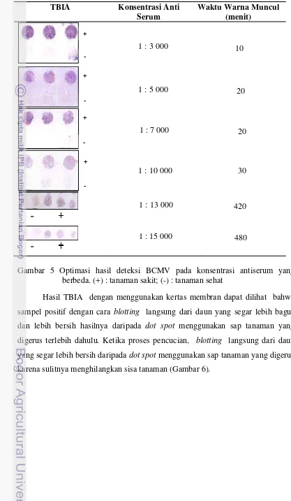 Gambar 5 Optimasi hasil deteksi BCMV pada konsentrasi antiserum yang 