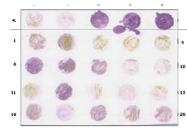 Gambar 7 Deteksi TBIA dari benih tanaman varietas Parade yang ditumbuhkan 