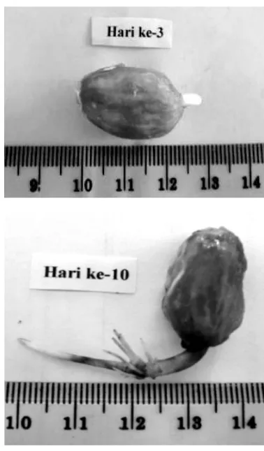 Gambar 2.  Perubahan berat biji dan panjang akar selama perkecambahan biji kakao