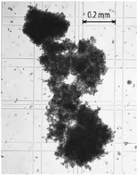 Gambar 1.  Gambar Saccharomyces cerevisiae pembentuk lok dalam medium sintetik (a) Hasil pengamatan dan (b) Literatur (Bauer dkk., 2010)