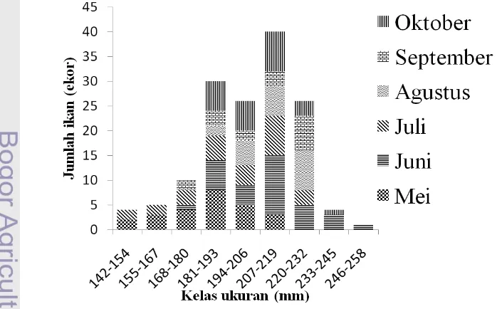 Gambar 5. Jumlah ikan kuro (Eleutheronema tetradactylum) jantan berdasarkan 