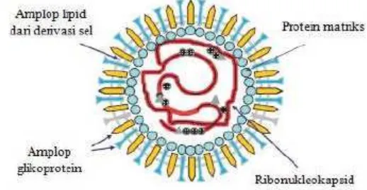Gambar 2 Canine Distemper Virus (Auburn University 2009).