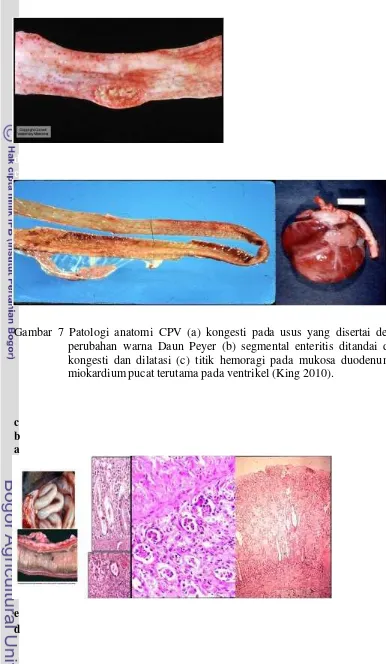 Gambar  7  Patologi  anatomi  CPV  (a)  kongesti  pada  usus  yang  disertai  dengan 