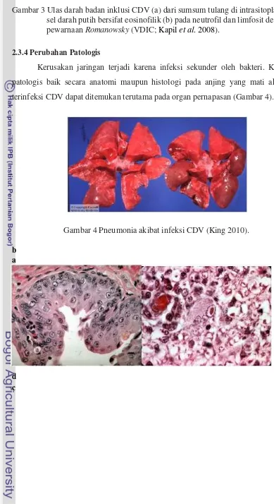 Gambar 3 Ulas darah badan inklusi CDV (a) dari sumsum tulang di intrasitoplasma sel darah putih bersifat eosinofilik (b) pada neutrofil dan limfosit dengan pewarnaan Romanowsky (VDIC; Kapil et al. 2008). 