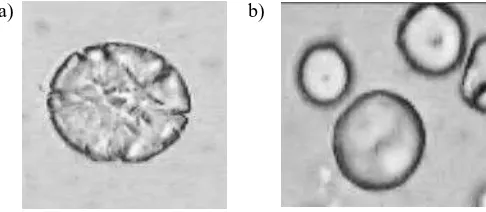 Gambar 3. Permukaan granula tapioka: a) dengan penambahan  S.cerevisiae, dan b) alami 